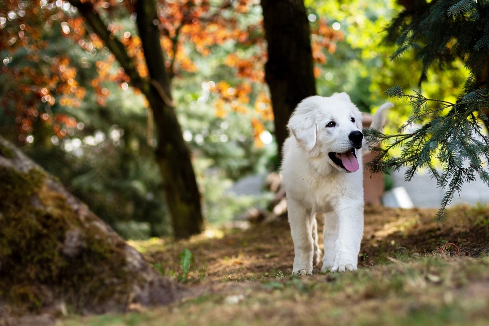 Hund Ein weißer Hund geht im Wald spazieren. © pixabay.com