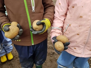 Kindertagesstätte Landkinder Kartoffelprojekt&nbsp;&copy;&nbsp;Samtgemeinde Fintel
