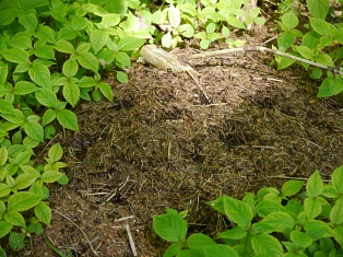 Kindertagesstätte Zwergenhöhle Waldtage 2025&nbsp;&copy;&nbsp;Samtgemeinde Fintel