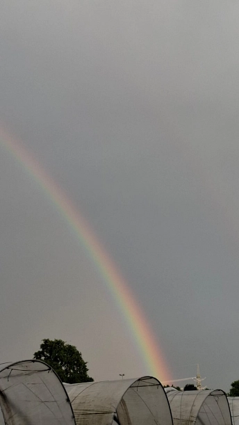 Spargellauf Wetter.JPG